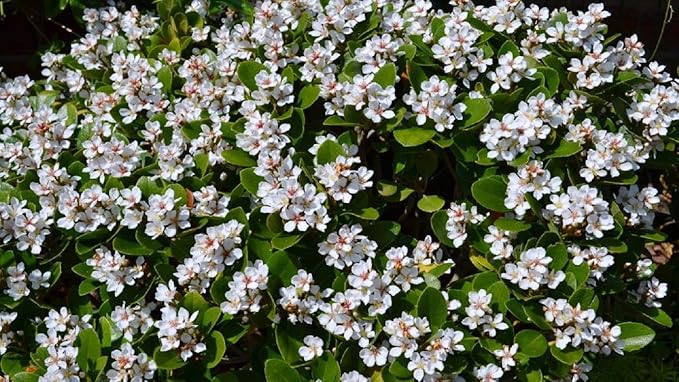 Indian Hawthorn - 20 Live Plants - Rhaphiolepis Indica Alba - Flowering Evergreen Shrub