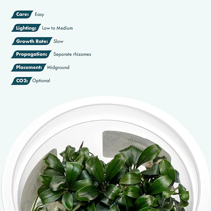 SubstrateSource Live Aquarium Plant - Bucephalandra sp. Sekadau Bukit Betung - Snail Free in-Vitro Easy Care Freshwater Aquatic Plants for Aquascaping, Low - Med Light, Slow Growth - Tissue Culture