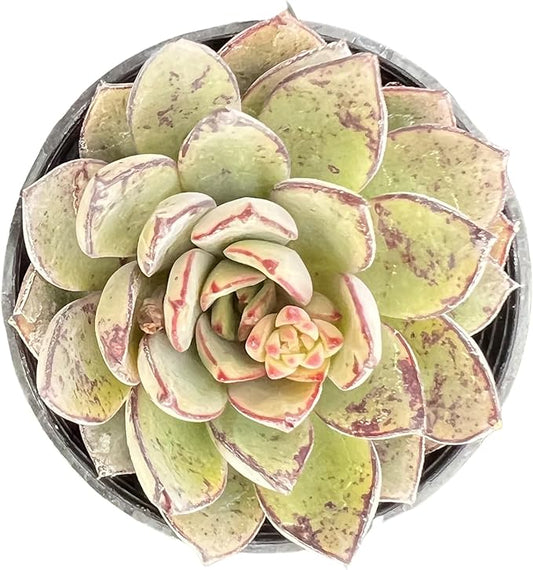 Sprout N Green Echeveria Cinderella, Rare Live Succulent Plant Fully Rooted in 2" Planter with Soil, Home Office Indoor Outdoor Wedding Decoration DIY Projects Party Favor