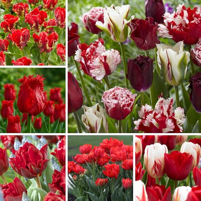 20 Tulip Bulbs for Fall Planting, Top Size Tulips Bulbs Perennial Flowers, Vibrant Spring Blooms, Easy Fall Planting (Red Tulip Collection)