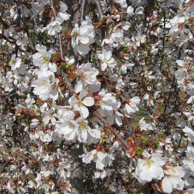 Cherry Blossom Tree, White Weeping Cherry Tree Live Plant, 6-12 Inch Tall in 2.5 Inch Pot, Dormant in Winter
