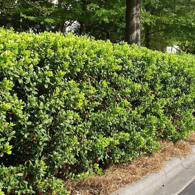 Burfordi Holly | 1 Large Gallon Size Plant | Ilex Cornuta | Fast Growing Evergreen Shrubs, Privacy Hedge Plants, Dark Green Foliage, Low Maintenance Landscaping, Ideal for Hedges and Borders