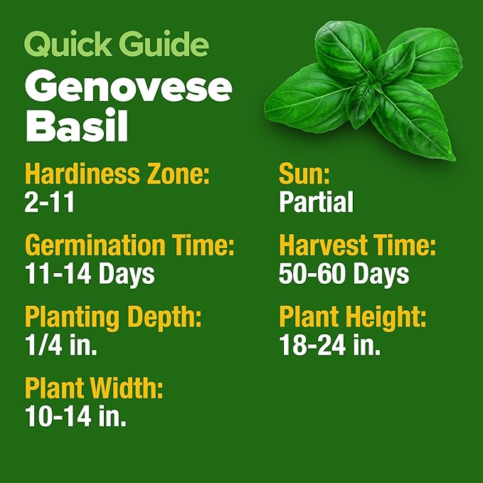 HOME GROWN Genovese Basil Seeds Pack 1,750+ High Germination Heirloom Seeds (Ocimum basilicum) Herb Seeds for Planting Indoor & Outdoor Gardening, for Culinary Use