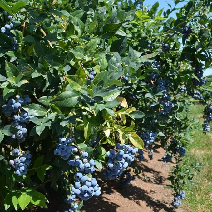 Misty Blueberry Plant Live for Planting, 4-8 Inch Tall Starter Plant, Hardy Blueberry Bush for Garden or Patio