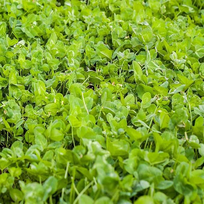 Outsidepride Perennial Clover King Seed Mix - 5 lbs Nitrocoated, Inoculated, Heat & Cold Tolerant, Alfalfa-Enhanced Food Plot Seeds for Deer & Wildlife, Ideal for Spring, Summer, & Winter Food Plots