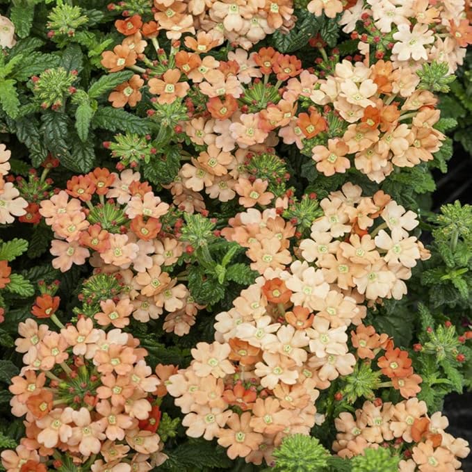 Outsidepride Apricot Verbena Seeds for Planting - 2000 Pcs. Annual, Drought Tolerant & Easy to Grow, Ground Cover with Fragrant & Vibrant Blooms for Window Boxes, Borders & Pollinator Gardens