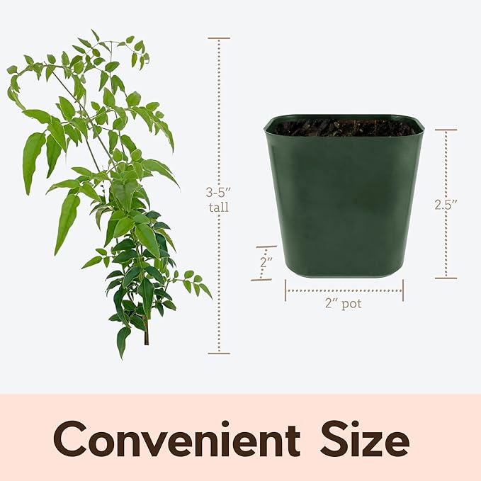 My Shelfie - Mini Pink Jasmine Plant Vine, Jasmine Plant Starter in 2-Inch Pot, Live Plants Outdoor Setting, Jasmine Plant Live Grows to 3-5 Inches, Pet-Friendly, 3-Piece