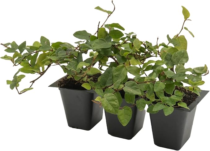 3 Creeping Fig, Live Plants – Ficus Repens – Fast-Growing & Versatile Climbing Vine in 2.5” Nursery Cubes – Perfect for Living Walls, Topiaries, Ground Cover & Indoor/Outdoor Decor