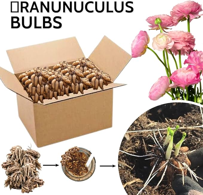 30 Ranunculus Bulbs for Fall Planting, Butterfly Ranunculus Corms, Peony Ranunculus Flower Bulbs for Garden, Vibrant Blooms in Spring (Pink Ranunculus Bulbs)