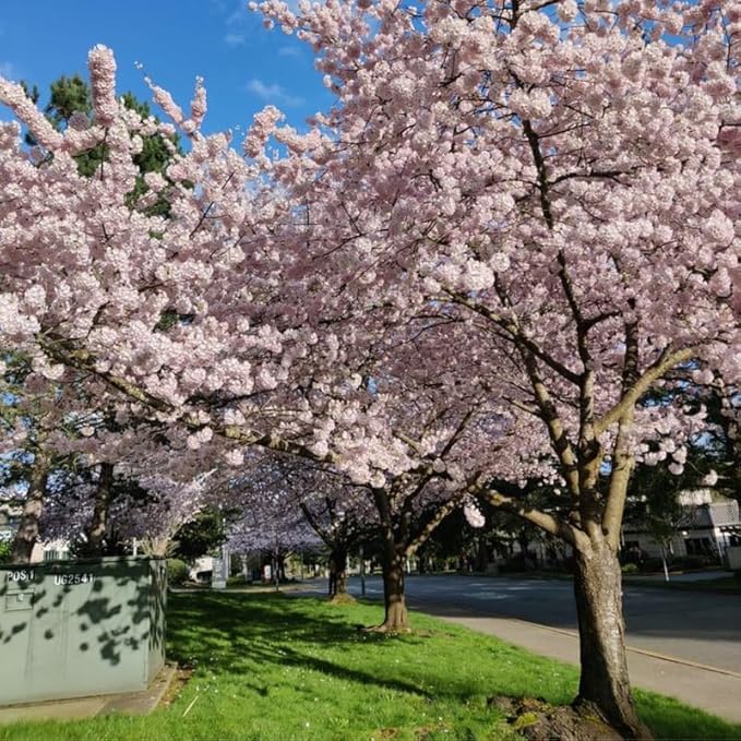 Cherry Blossom Tree, Light Pink Cherry Tree Live Plant, 6-12 Inch Tall in 2.5 Inch Pot, Dormant in Winter