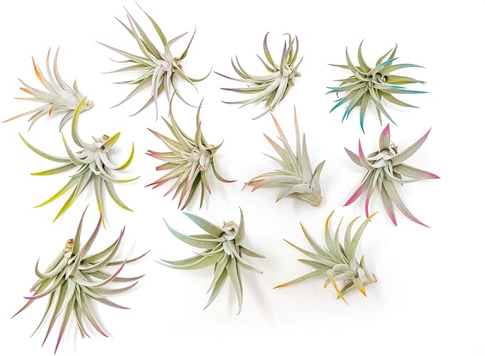 Lavender Colorful Tillandsia Air Plants - Long Lasting Color Enhanced Live Tillandsia Succulent House Plants - Home and Garden Decor - Easy Care Indoor and Outdoor Plants