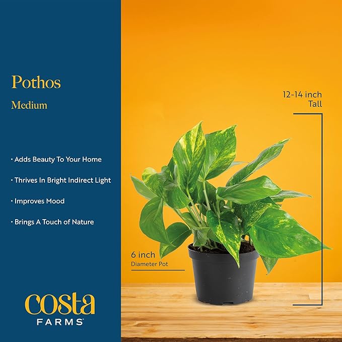 Costa Farms Live Pothos Plants in Decorative Pots, Easy to Maintain Vining Plant, Air Purifying Indoor Houseplants, Room or Office Decor, House Warming Gift, 12-14 Inches Tall, Pack of 2
