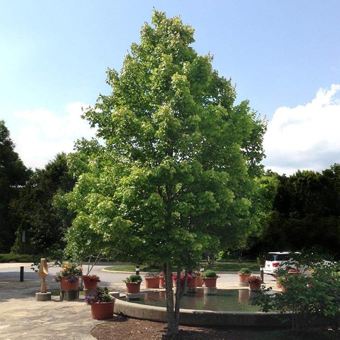 Brighter Blooms - October Glory Red Maple Tree, 5-6 ft. - No Shipping to AK, AZ, HI