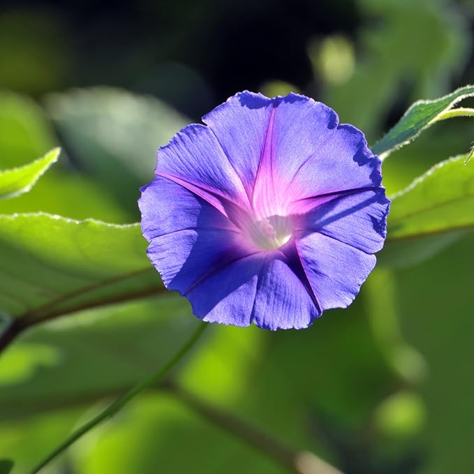 Park Seed Morning Glory Vine Flower Plant Seeds, Easy to Grow, Perfect for Spring Garden, Grandpa OTT, Pack of 50
