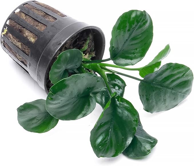 SubstrateSource Anubias Live Aquarium Plants - Potted Freshwater Plant for Fish Tanks, Terrariums - Beginner Friendly Low Light (Barteri Round Leaf, 1 Pot)