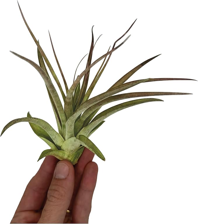 ragnaroc Air Plants - Tillandsia Brachycaulos Multiflora, Jumbo 5-7" - 5 ct - Live Arrival Guaranteed - House Plants for Home Decor & Gift