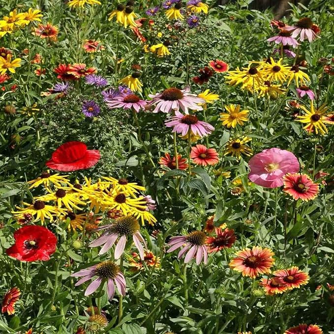 Outsidepride Midwest Wildflower Seed Mix - 1 Lb. Premium Blend of Annual & Perennial Native Wildflower Seeds for Midwestern States, Attracts Pollinators, Low-Maintenance, Ideal for Meadows & Gardens