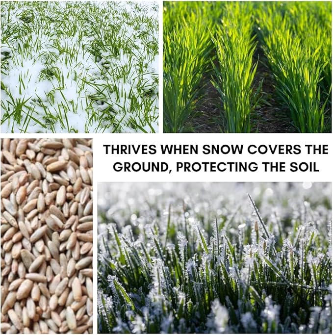 No-Till Winter Rye Seeds - 5 Lbs - Non-GMO Rye Grain Cover Crop Seeds - Healthy Soil Protection, Erosion Control, and Forage