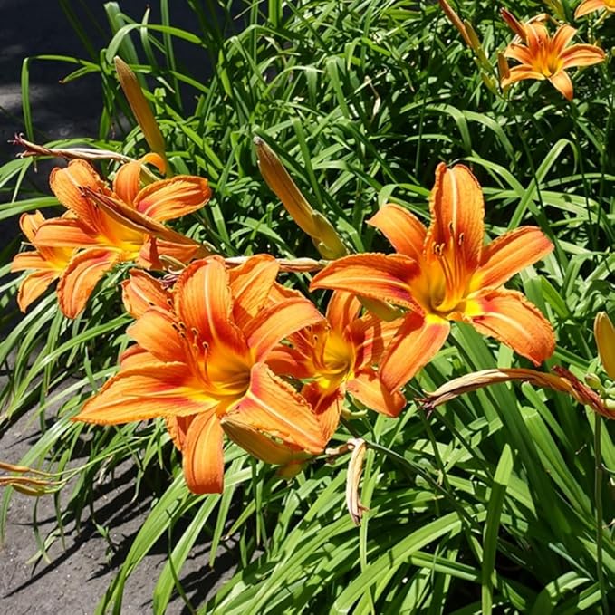 3 Wild Daylily Bulbs for Planting, Reblooming Daylilies Bulbs, Perennial Flowers Bulbs
