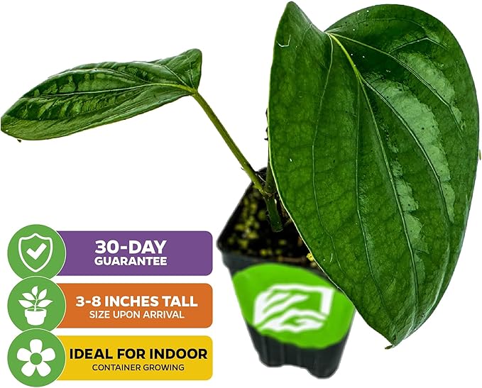 Black Pepper - Piper nigrum - Wellspring Gardens Starter Plant, Live Peppercorn Tree, Herb for Indoor/Outdoor Growing, Dwarf Fruit Plant, Variety for Cooking and Spices (2-Pack)