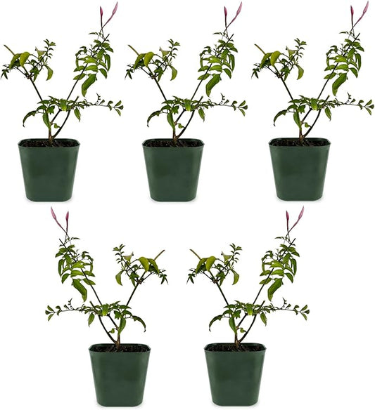 My Shelfie - Mini Pink Jasmine Plant Vine, Jasminium Polyanthum Starter in 2-Inch Pot, Live Plants Outdoor Setting, Pet-Friendly, 5-Piece