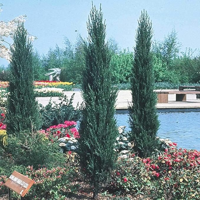 Skyrocket Juniper | 1 Large Gallon Size Plant | Juniperus Scopulorum | Evergreen Privacy Screen, Fast Growing Landscape Tree, Low Maintenance Garden, Ornamental Foliage, Drought Tolerant Plant