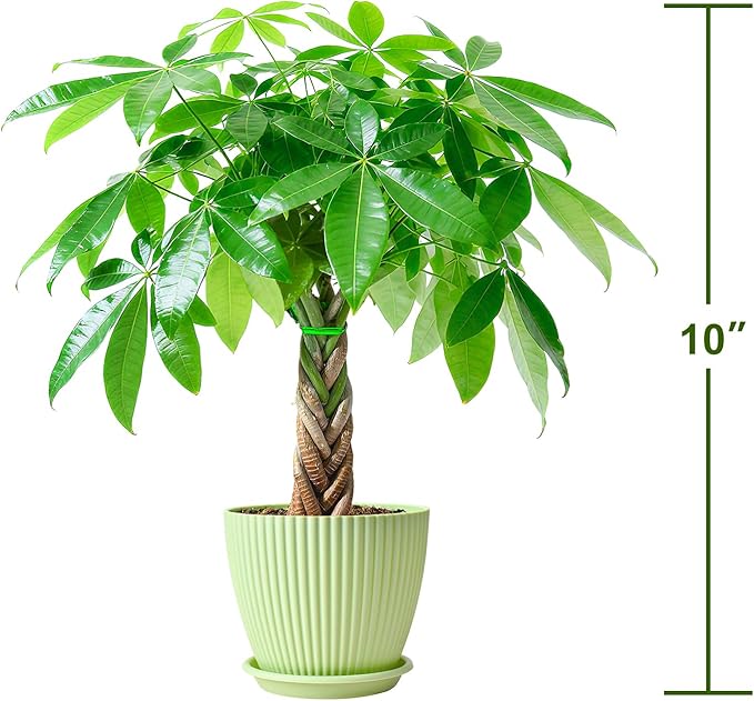 Sprout N Green Small Money Tree with 5 Lucky Braid, Live Plant with Green Stripe Pot, Decoration for Indoor Home Office Tabletop Windowsill Side Table, Housewarming Christmas Gift, 8-10" Tall
