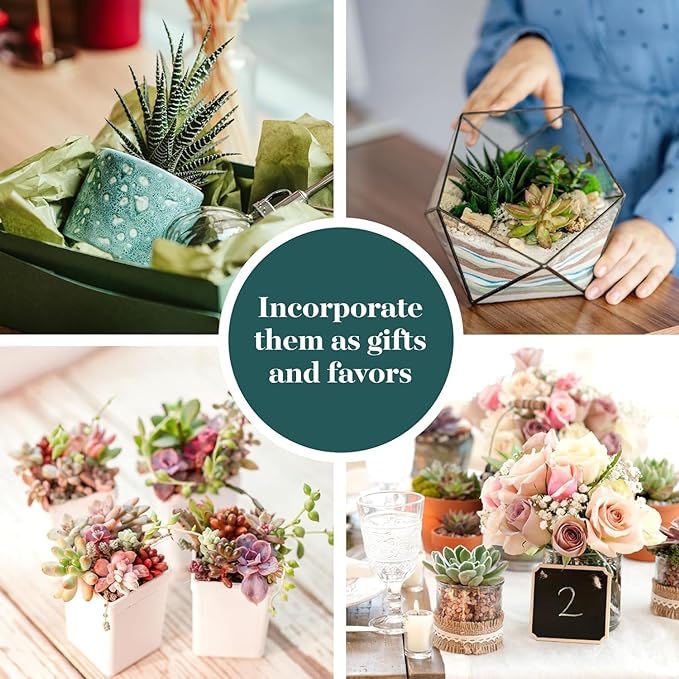 Shop Succulents Assorted Succulent Plant Pack Collection - Live Mini Succulent Plants, Low Maintenance, Mixture of Colors & Textures - Wedding and Party Favors, Gift & Garden, Pack of 4