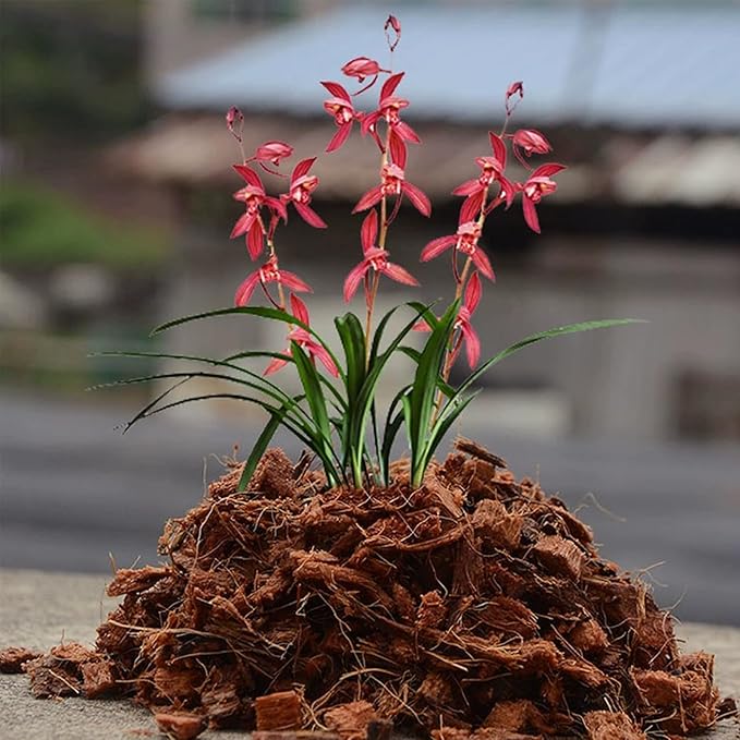 Coco Husk Chips Coconut Substrate for Garden Potting Soil Coconut Brick for Indoor Outdoor Flowers Plants Compressed Low EC Coco Husk Mulch for Garden Coconut Substrate for Reptiles