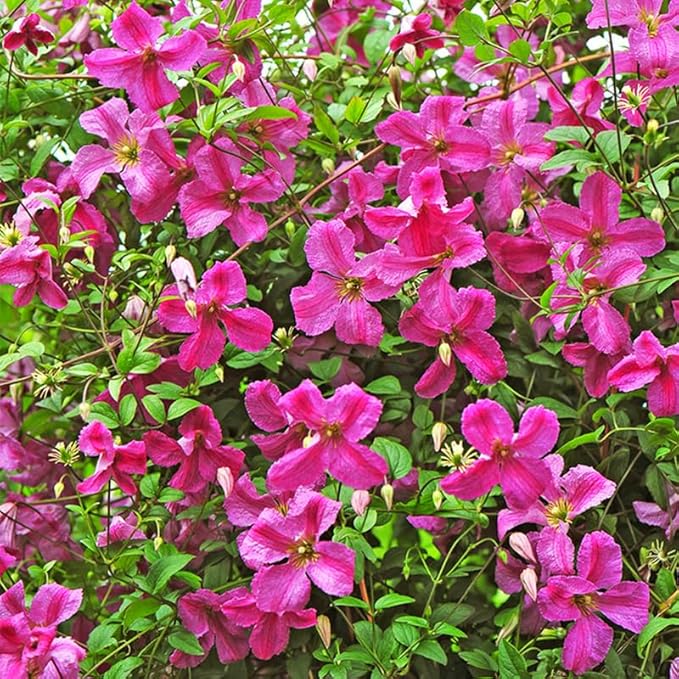 Pink Clematis Vine Plants Live in Pot, 8 Months Old Seedlings Climbing Flowering, Outdoor Trellis Fences, Cold Hardy