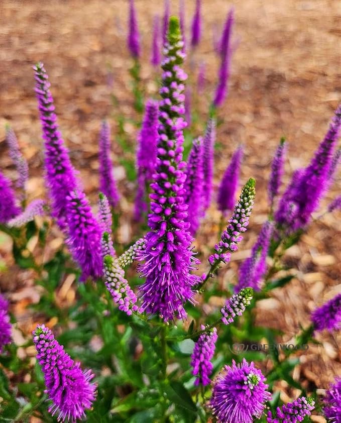 Greenwood Nursery: Live Perennial Plants - 'Very Van Gogh' Spiked Speedwell + Veronica Spicata - [Qty: 3X Pint Pots] - (Click for Other Available Plants/Quantities)