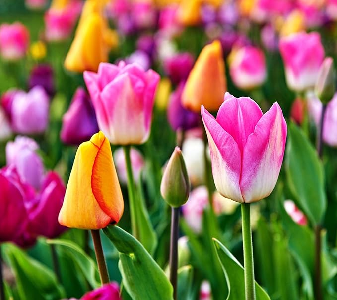 Tulipa Fringed Mixture Tulip Bulbs Size 11/12 for Planting - Plant in Fall, Winter or Early Spring (Emperor Mixture, 15, Count)