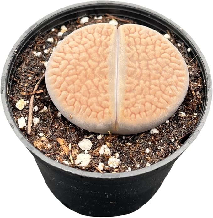 Sprout N Green 1-1.5in Lithops hookeri v. hookeri, 3 Years Old Rare Living Stone Plant Fully Rooted in Pot, Cute Potted Succulents House Pebble Plant, Great for Terrarium Arrangement, DIY Project