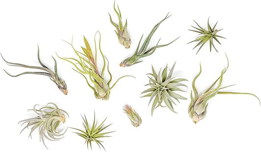 Air Plant Shop 10 Pack Tough Stuff Collection of Tillandsia Air Plants- Wholesale and Bulk - Succulents - Live Tillandsia - Easy Care Indoor and Outdoor House Plants