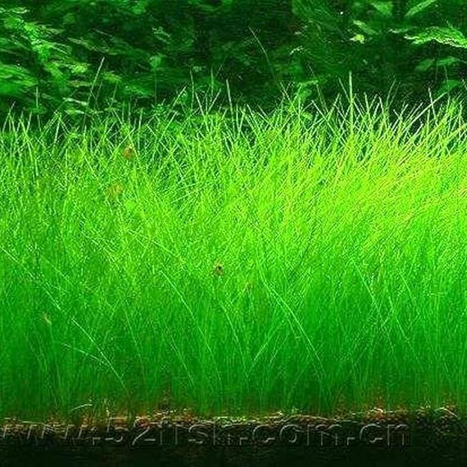 3 Pack Freshwater Aquarium Decor, Easy Growing Dwarf Carpet for Fish Tank/Terrarium, Natural Aquatic Plant Growth Material (Short Hair Grass)