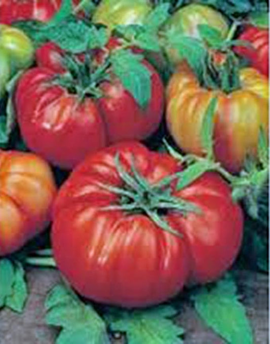 Tomato, Beefsteak, Heirloom, 100 Seeds, Great Sliced Tomato, Delicious