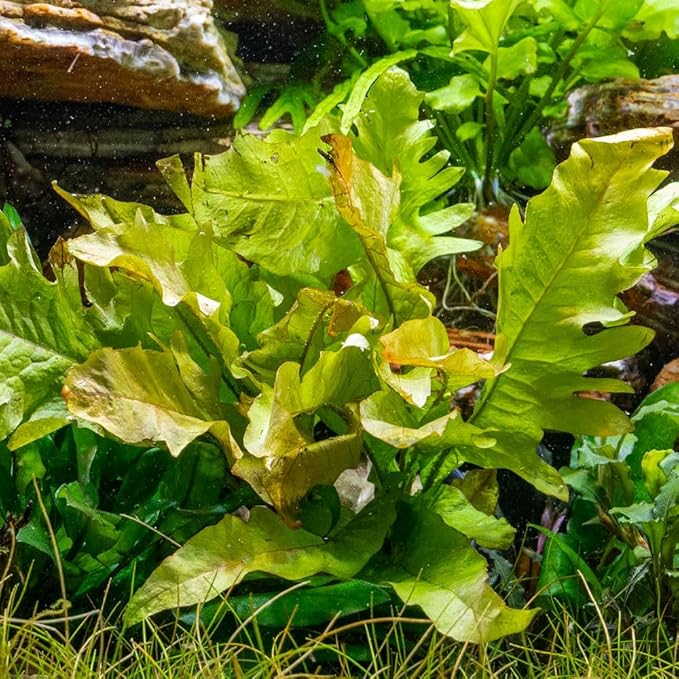 SubstrateSource Java Fern Live Aquarium Plants - Potted Freshwater Plant for Fish Tanks - Beginner Friendly, Low Light (Sunrise, 3 Pots)