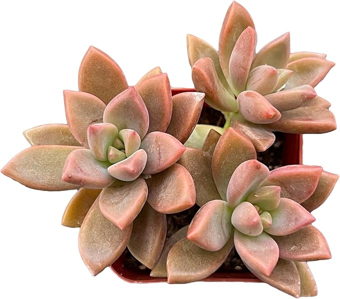 Sprout N Green Graptopetalum paraguayense cv.Bronze, Rare Live Succulent Fully Rooted in 2 inch Starter Pot, House Plant for Indoor Outdoor Home Office Wedding Decoration Party Favor