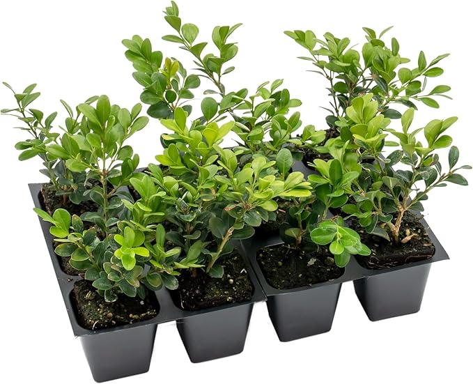 12 Winter Gem Boxwood in 2.5” Nursery Cubes (Buxus microphylla VAR. Japonica) | Evergreen Shrub for Hedges, Borders & Topiary | Ready-to-Plant Live Starter Plants