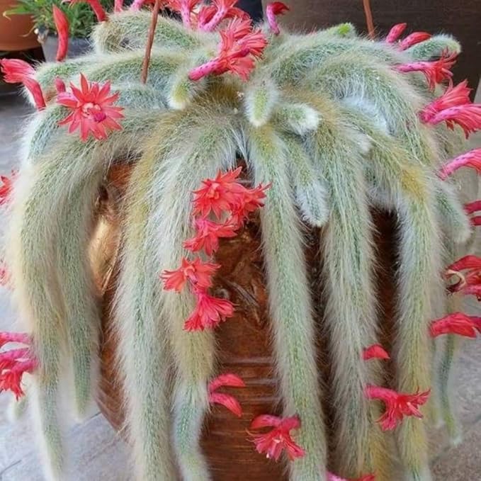 Monkey Tail Cactus Live Plant in 2" Pot, 1 Tail Houseplant for Hanging Baskets, Trailing Succulent Plants Live, Red Blooms
