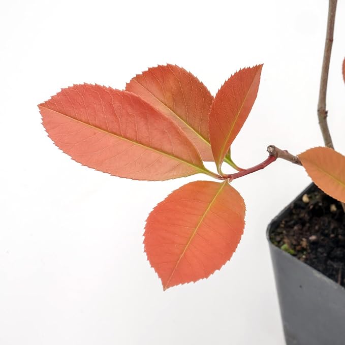 4 Red Tip Photinia, Photinia x fraseri, Thriving in Extra Deep Nursery Cubes