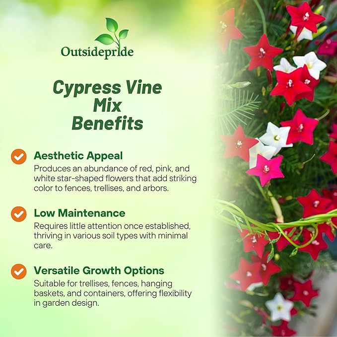 Outsidepride Mixed Cypress Vine Seeds - 200 Pcs Annual Flower Seeds with Nectar-Rich, Star-Shaped Flowers & Feathery, Fern-Like Leaves for Fences, Trellises, Pergolas & Vertical Gardens