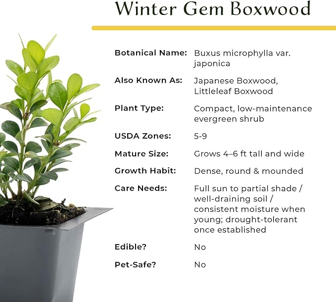 12 Winter Gem Boxwood in 2.5” Nursery Cubes (Buxus microphylla VAR. Japonica) | Evergreen Shrub for Hedges, Borders & Topiary | Ready-to-Plant Live Starter Plants