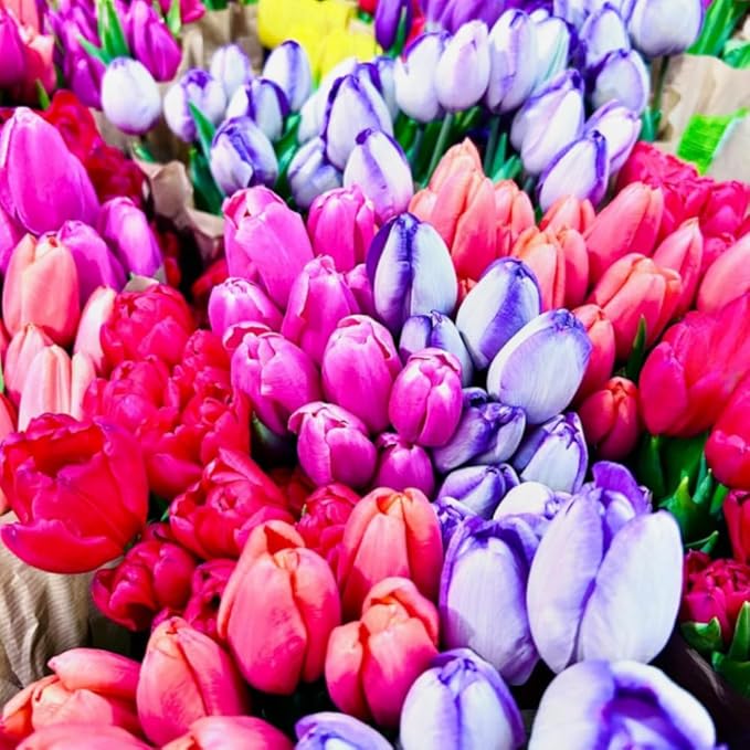 20 Mixed Tulip Flower Bulbs for Fall Planting, 11/12 cm Top Size Tulip Bulbs Bulk Pack of Colorful Tulips for Spring Blooms, Grow Flowerbeds, Fresh Harvest