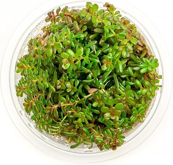 SubstrateSource Live Plant - Rotala H'ra Tissue Culture Aquatic Live Aquarium Plant - 100% Snail Free in Vitro Cup (Rotala H'ra)
