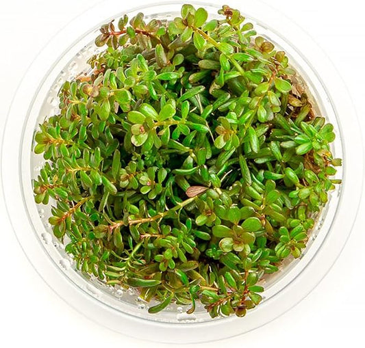 SubstrateSource Live Plant - Rotala H'ra Tissue Culture Aquatic Live Aquarium Plant - 100% Snail Free in Vitro Cup (Rotala H'ra)