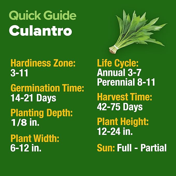 HOME GROWN Culantro Seeds 360 Herb Seeds for Planting Non-GMO Heirloom Variety, Robust Flavor, Thrives in Heat, Grows Indoors or Outdoors, Cilantro Substitute (Eryngium Foetidum)