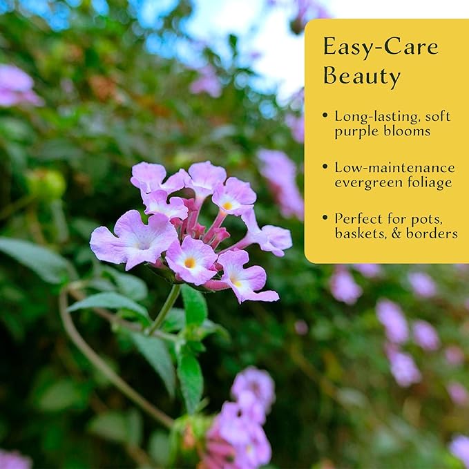3 Lavender Lantana in 2.5” Nursery Cubes (Lantana montevidensis) | Trailing Live Evergreen Shrub for Containers & Landscapes | Ready-to-Plant Live Starter Plants