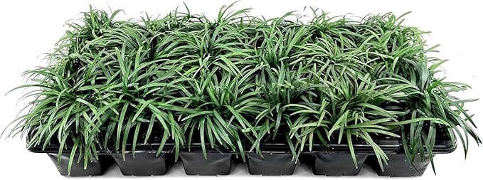 Dwarf Mondo Grass | 5 Large 4 Inch Pots | Ophiopogon Japonicus Nanus | Live Evergreen Shade Loving Groundcover