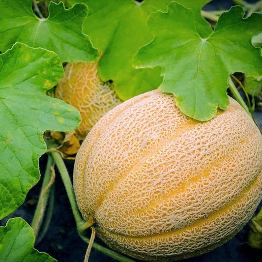 Hales Best Jumbo Melon, Cantaloupe Seeds,25 Count COOL BEANS N SPROUTS Brand. Heirloom. Non-GMO. Home Gardening.